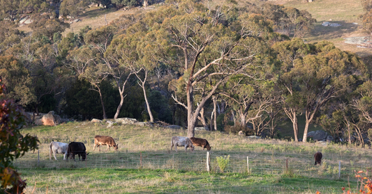 Paddock to Plate: What It Actually Means on Our Farms