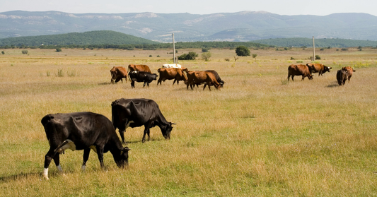 Buying Half a Cow, Explained: What You Get, What It Costs, and Where It All Fits