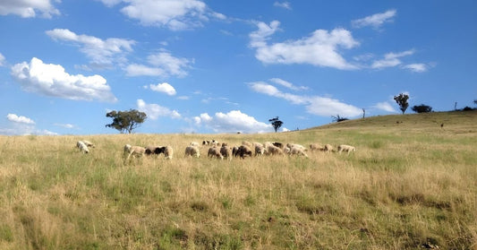 Grass-Fed vs Grain-Fed Beef: A Farmer's View