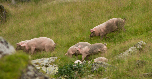 Why Most Pork in Australia Isn't Paddock-Raised (and Ours Is)